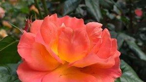 РОЗА ФЕЛЛОУШИП /Rosa Fellowship