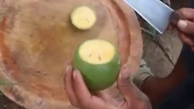 Баиль (баэль) Aegle marmelos - собираем новый урожай смотреть онлайн