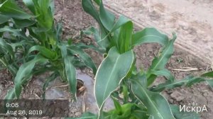 Кукуруза Саммер Свит F1. Авантюра с поздней посадкой.