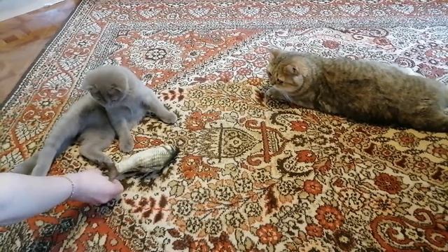 Рыба для котов | Игрушка для кошек