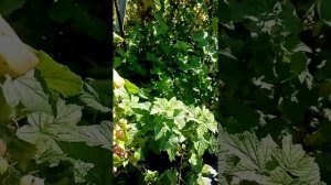 Валовая - сорт черной смородины