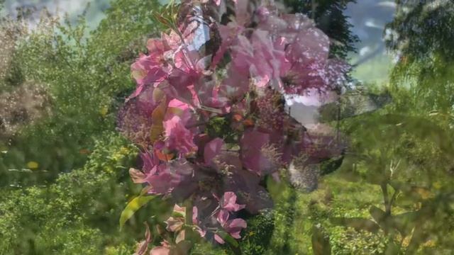 Декоративная яблоня в моём саду.??? смотреть онлайн