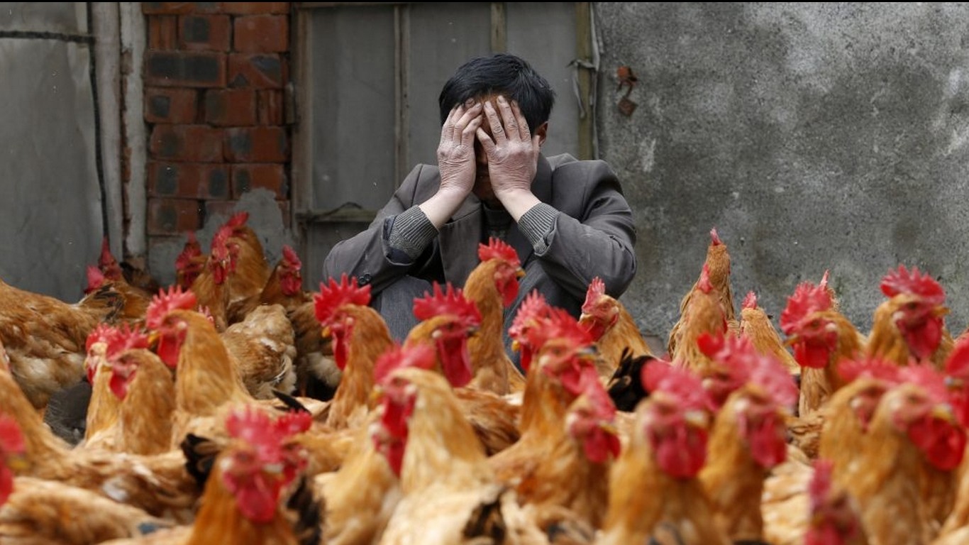 Южнокорейские фермеры кур
