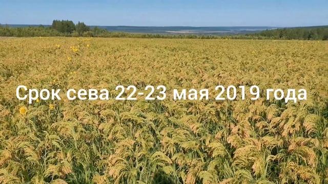 Прямой сев просо после подсолнечника
