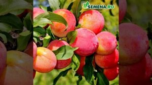 Слива Фламинго