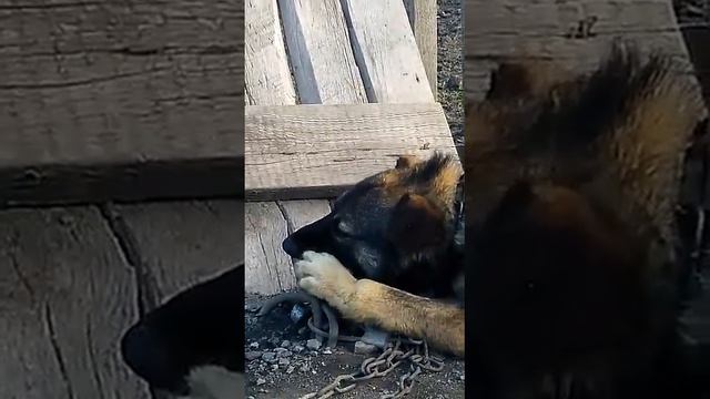 Игрушка для Шарика ! В гостях у бабушки ! смотреть онлайн