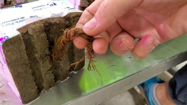 СТЕРЛЯДЬ ЗАМЕТНО ВЫРОСЛА! // МАЛИНА РЕМОНТАНТНАЯ ОПЯТЬ ЦВЕТЁТ // НОВАЯ ИДЕЯ?? смотреть онлайн