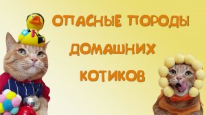 Опасные породы домашних кошек