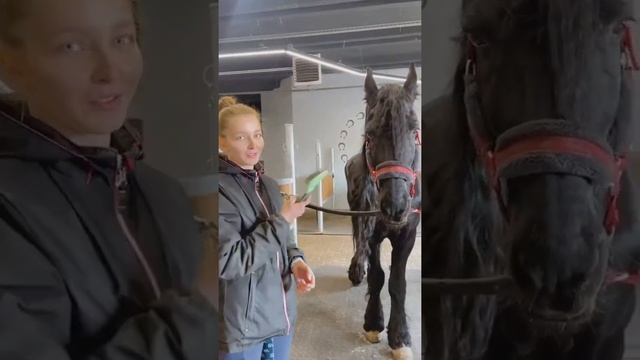 Как правильно чистить лошадь смотреть онлайн