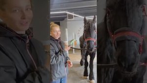 Как правильно чистить лошадь