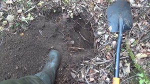 Искал золото в отвале, а оно оказалось под корнем!!!