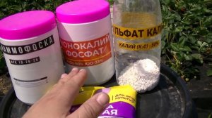 Клубника Хоней. Первый урожай. Подкормка при плодоношении. Гумат калия в сухом виде..