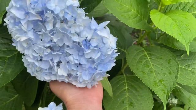 Саженцы гортензии крупнолистной доступны к заказу смотреть онлайн