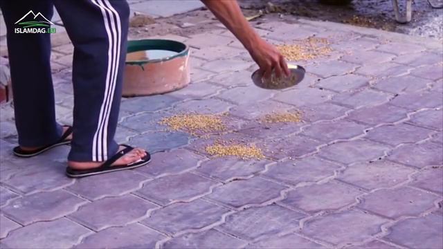 Каким должно быть отношение к животным по исламу? смотреть онлайн