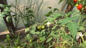 Бесподобный по урожайности и вкусовым качествам томат Барух F1 от Агрофирмы Партнер