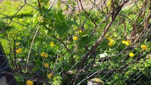 Бьём врага-банкой варенья. Стеклянница на смородине. Реально работает метод.