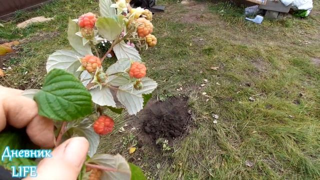 ДАЧНЫЙ ВЛОГ: Посадила ТЮЛЬПАНЫ. Подготовила ТЕПЛИЦУ. УБОРКА НА ОГОРОДЕ. смотреть онлайн