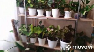 Комнатные цветы.Подкормка  комнатных растений  отваром луковой шелухи.