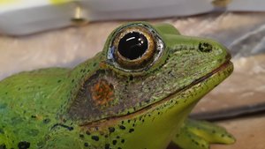 Лягушка из дерева (жаба) покраска аэрографом.