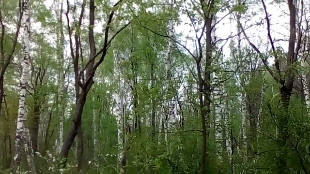 Черёмуха, которая дурманит голову. Когда цветёт черёмуха. смотреть онлайн