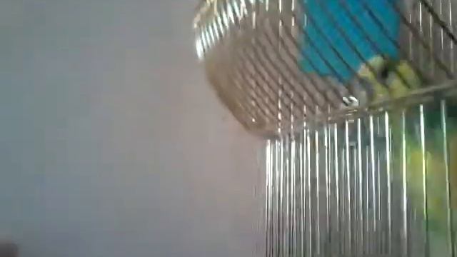 БОЛЬШИЕ КОГТИ У ПОПУГАЯ ЧТО ДЕЛАТЬ КАК СТРИЧЬ Попугай TV смотреть онлайн