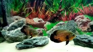 Астронотусы в моем аквариуме.