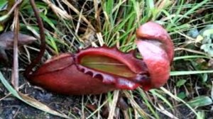 Растения хищники