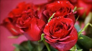 Красные розы