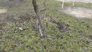 Прививочный секатор - покупать или нет. Мой опыт