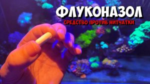 Борьба с нитчаткой в морском аквариуме | Флуконазол