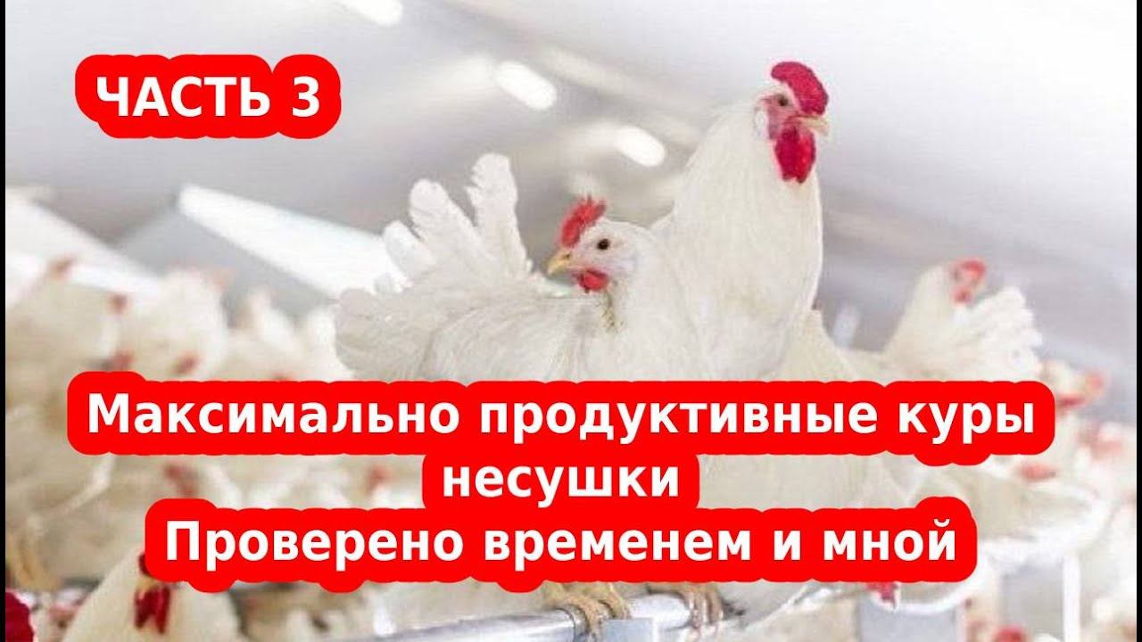 ДЕКАЛБ УРАН ЧАСТЬ 3    Куры с высокой яйценоскостью