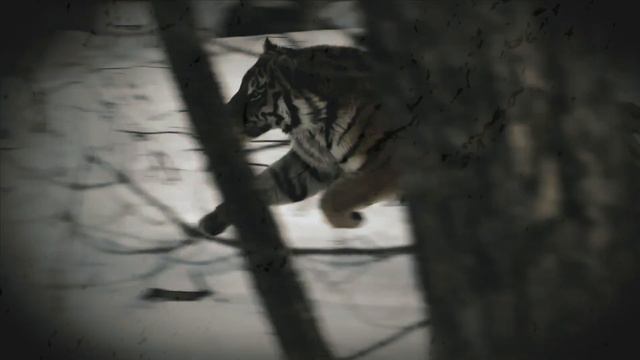 One of The Most VENGEFULY NOTORIOUS Tiger Attacks in Human History ! смотреть онлайн
