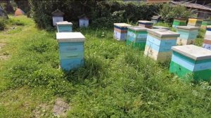 Васильковый мёд, какой он и откуда, Пасека Старчевских