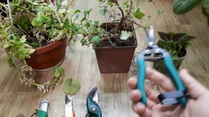 Мои инструменты для обрезки и черенкования растений