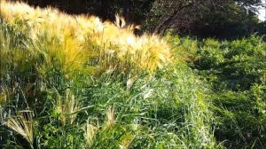 Выращивание пшеницы в ЛПХ 2017. Ход эксперимента.