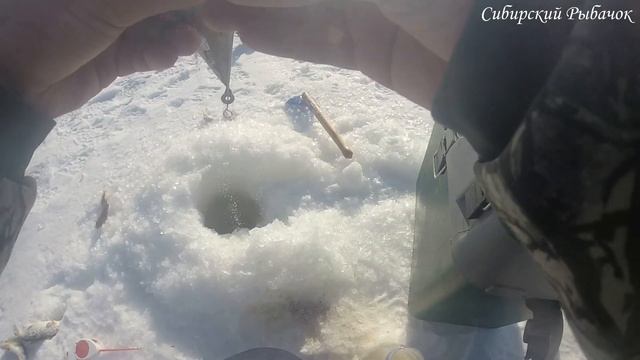 Рыбалка в Сибири после глухозимья. Поездка на мотобуксировщике на дальний кардон. Рыбалка 2020!!! смотреть онлайн