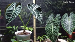 Alocasia sp meratus