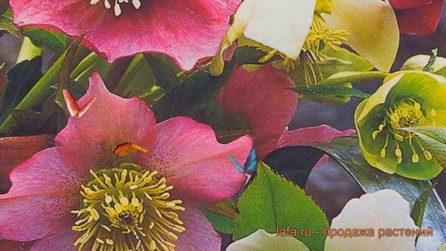 Морозник восточный (helleborus orientalis) ? восточный морозник обзор: как сажать, саженцы морозник смотреть онлайн