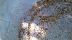 Заготавливаем свои семена...Руккола.