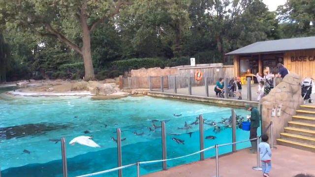 Feeding The Penguins At Penguin Beach, ZSL London Zoo 2015, Regent's Park, Camden Town, London смотреть онлайн
