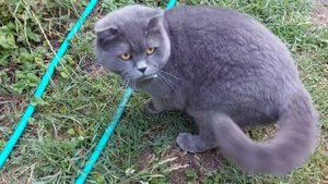 Не пустила к соседскому коту драться! и получила по полной / Don't let the cat fight