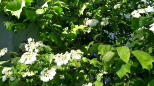 Калина Бульденеж vs Калина обыкновенная