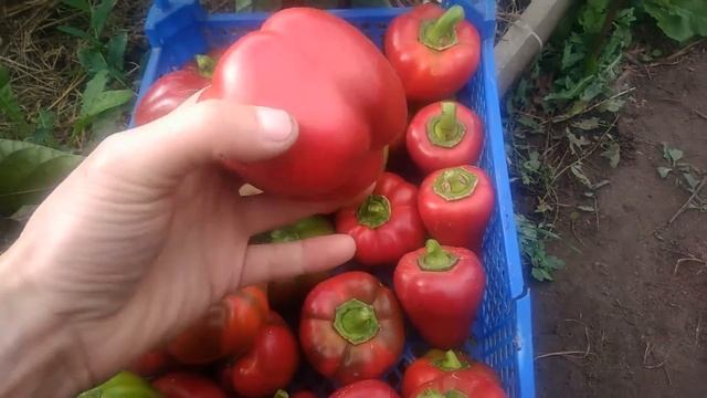 Посадка семян из покупного перца.Правда,которую от нас пытаются специально скрыть