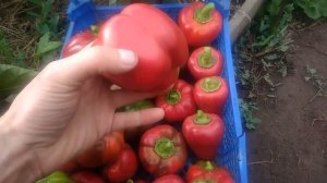 Посадка семян из покупного перца.Правда,которую от нас пытаются специально скрыть