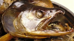 ГОЛОВЫ ЛОСОСЯ, ГОРЯЧЕГО КОПЧЕНИЯ, В ДОМАШНЕЙ КОПТИЛЬНЕ, BRAVO