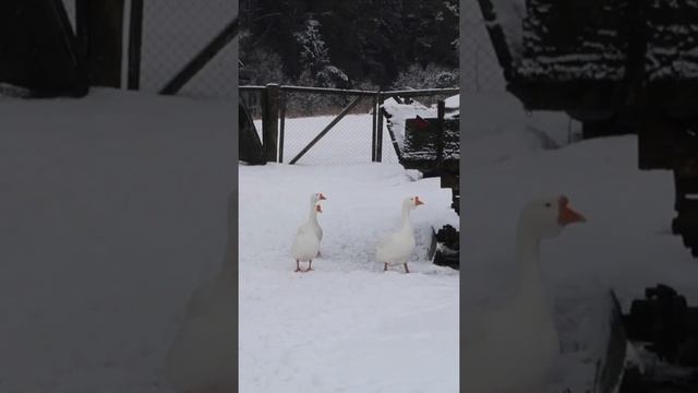 Деревня в глубинке Витебской области. Дача Янки Купалы