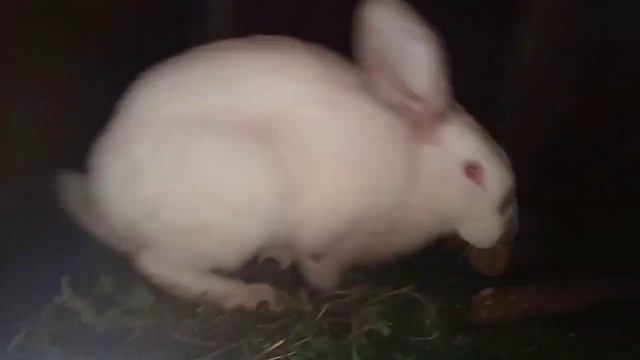 кури кролики мій виноград мавка і виноград мого брата дамські пальчики пушчі достиг смотреть онлайн