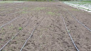 Посадка маточника клубники для заготовки рассады ОКС и фриго.