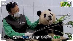 Панда прощается со смотрителем зоопарка, который растил ее 3 года