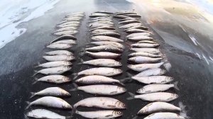 Увильды (рипус)